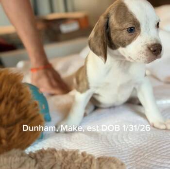 Hound and Labrador Retriever Dogs Available for Adoption - Dunham | PetCurious