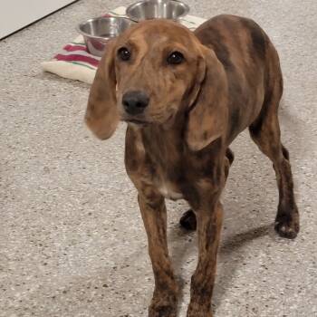 Rescue Plott Hound Dogs for Adoption in Fairfax, Virginia - Maple | PetCurious