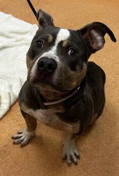 Pit Bull Terrier Dogs Available for Adoption in Martinez, California - FERNANDO | PetCurious