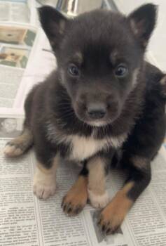 Nick Chubb -  Shepherd and Husky Dog for Adoption in Winnipeg, Manitoba - Nick Chubb | PetCurious