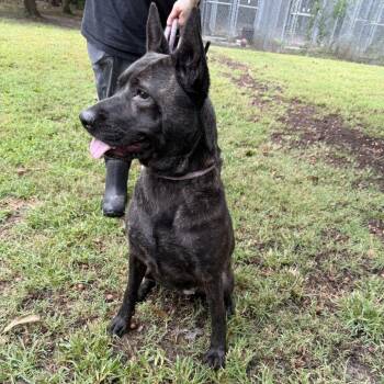 Echo -  Shepherd Dog for Adoption in Chesapeake, Virginia - Echo | PetCurious