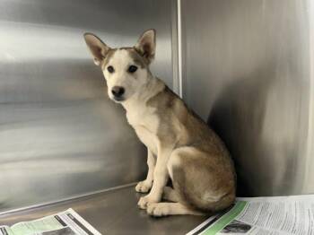 German Shepherd Dog and Mixed Breed Dogs Available for Adoption in Visalia, California - A253176 | PetCurious