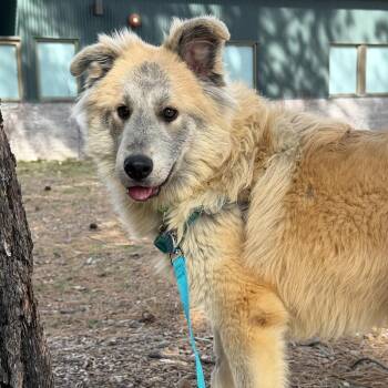 Mixed Breed Dogs Available for Adoption - Jafar | PetCurious