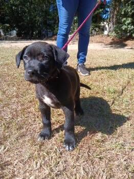 Rescue Labrador Retriever Dogs for Adoption in Smyrna, Georgia - Alvin | PetCurious