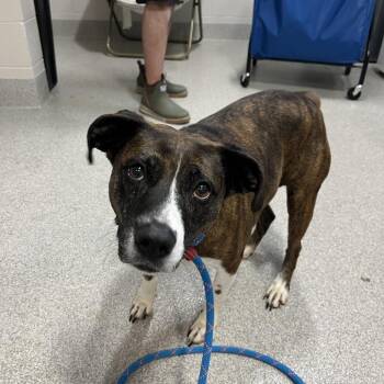 Mixed Breed Dogs Available for Adoption - Gwen | PetCurious