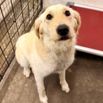 CT Katrina -  Golden Retriever Dog for Adoption in Eastford, Connecticut - CT Katrina | PetCurious