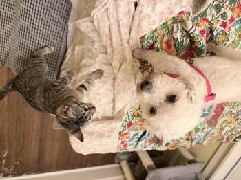 Gracie -  Bichon Frise Dog for Adoption in Chicago, Illinois - Gracie | PetCurious