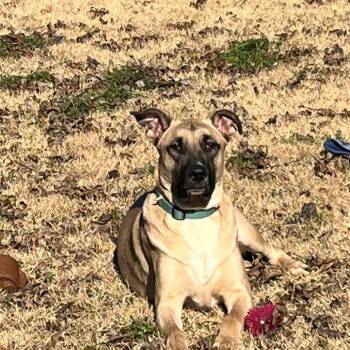 Tucker -  Shepherd and Mountain Cur Dog for Adoption in Huntsville, Alabama - Tucker | PetCurious