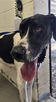 BELLE -  Great Dane Dog for Adoption in San Bernardino, California - BELLE | PetCurious