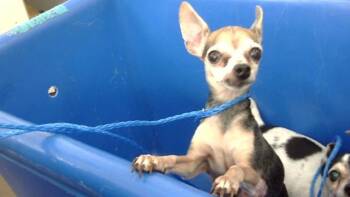 SAGE -  Mixed Breed Dog for Adoption in Dallas, Texas - SAGE | PetCurious