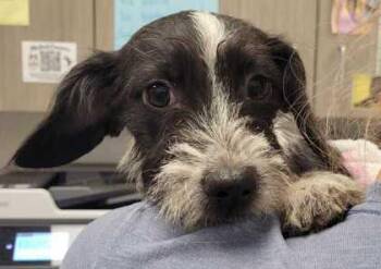 Nerida -  Dachshund and Mixed Breed Dog for Adoption in Kansas City, Missouri - Nerida | PetCurious