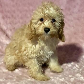 Cockapoo Dogs Available for Adoption - Miss Frizzle  | PetCurious