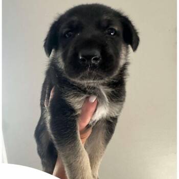 Sara Slime -  German Shepherd Dog and Mixed Breed Dog for Adoption in Olathe, Kansas - Sara Slime | PetCurious