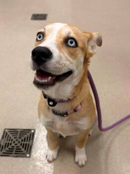 CHAPPELL -  Husky and Labrador Retriever Dog for Adoption in Baytown, Texas - CHAPPELL | PetCurious