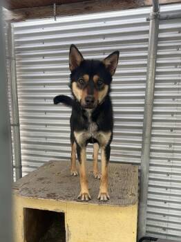 Rescue Shepherd and Husky Dogs for Adoption in Yellowknife, Northwest Territories - Guppy | PetCurious
