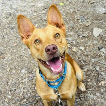 Simba -  Terrier and Mixed Breed Dog for Adoption in Cedarburg, Wisconsin - Simba | PetCurious