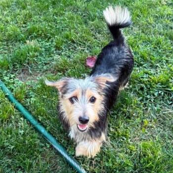 Lila Plum -  Yorkshire Terrier and Mixed Breed Dog for Adoption in New York, New York - Lila Plum | PetCurious