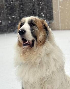 DONNY -  Great Pyrenees Dog for Adoption in Huntington, New York - DONNY | PetCurious