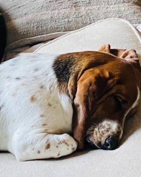 Basset Hound Dogs Available for Adoption in Valrico, Florida - Hazel | PetCurious