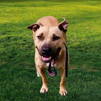 JEWEL -  Mixed Breed Dog for Adoption in Tallulah, Louisiana - JEWEL | PetCurious