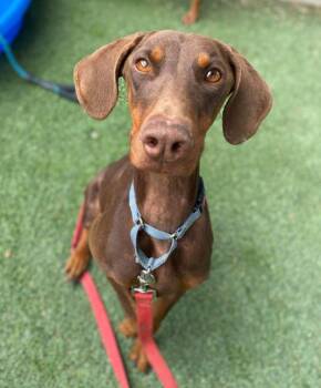 Doberman Pinscher Dogs Available for Adoption in Sedalia, Colorado - Penny Pinscher | PetCurious