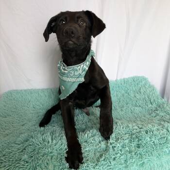 Stegosaurus -  Mixed Breed Dog for Adoption in Canal Winchester, Ohio - Stegosaurus | PetCurious