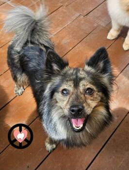 George -  Pomeranian and Miniature Pinscher Dog Available for Adoption in Lebanon, Pennsylvania - George | PetCurious