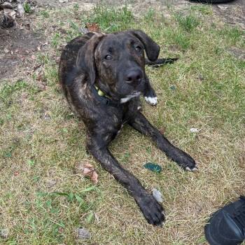 Teddy -  Cane Corso and Mixed Breed Dog for Adoption in Valparaiso, Indiana - Teddy | PetCurious