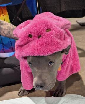 Harmony -  Pit Bull Terrier Dog for Adoption in Tulsa, Oklahoma - Harmony | PetCurious