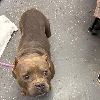 Fat Stack -  Mixed Breed Dog for Adoption in Columbiana, Alabama - Fat Stack | PetCurious