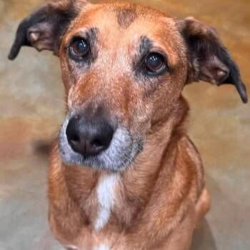 Maggie -  Labrador Retriever and Beagle Dog for Adoption in Jacksonville, Florida - Maggie | PetCurious