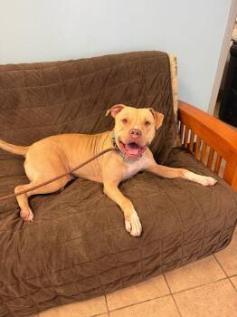Sampson -  Pit Bull Terrier Dog for Adoption in Marion, Ohio - Sampson | PetCurious