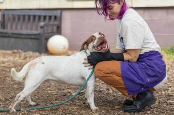 Ollie -  Mixed Breed Dog for Adoption in Chamblee, Georgia - Ollie | PetCurious