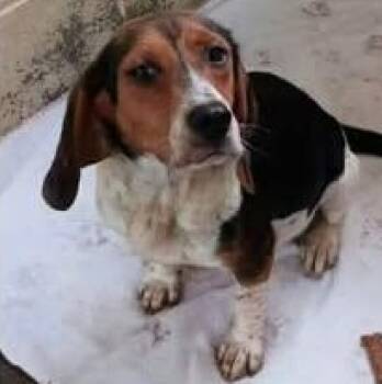 Rescue Beagle and Mixed Breed Dogs for Adoption in Wando, South Carolina - Hutch | PetCurious