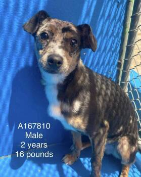Chimichurri -  Chihuahua and Mixed Breed Dog for Adoption in Calgary, Alberta - Chimichurri | PetCurious