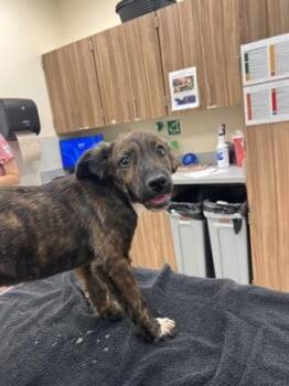 Lua -  Pit Bull Terrier and Mixed Breed Dog for Adoption in Honolulu, Hawaii - Lua | PetCurious
