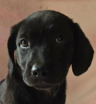 Mandevilla -  Shepherd and Labrador Retriever Dog for Adoption in Newport, Tennessee - Mandevilla | PetCurious