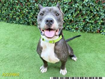ROSCOE -  Mixed Breed Dog for Adoption in West Palm Beach, Florida - ROSCOE | PetCurious