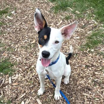 Eclipse -  Mixed Breed Dog for Adoption in Wheeling, Illinois - Eclipse | PetCurious
