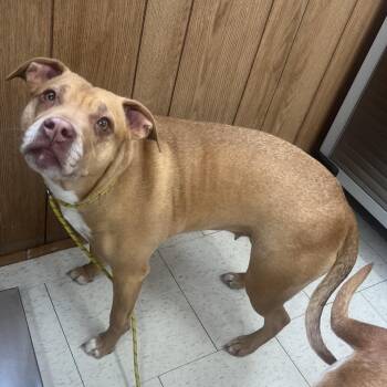 Mixed Breed Dogs Available for Adoption - Honey (Bonded To Sugar )(Adoption Fee Sponsored) | PetCurious