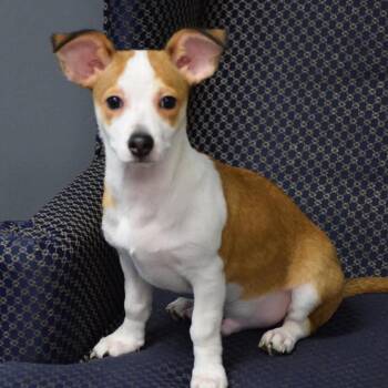 Oak -  Chihuahua and Mixed Breed Dog for Adoption in Edwards, Illinois - Oak | PetCurious
