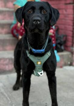 Rescue Black Labrador Retriever Dogs for Adoption - Scooby | PetCurious