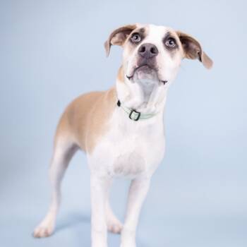 English Bulldog Dogs Available for Adoption in Portland, Oregon - Romeo | PetCurious