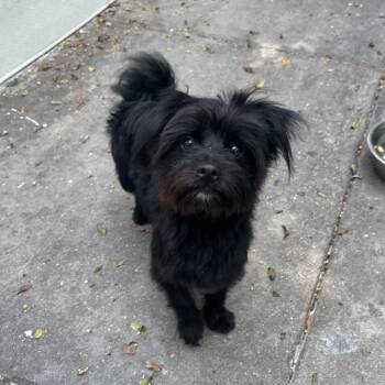 Mustard -  Yorkshire Terrier and Shih Tzu Dog for Adoption in Los Angeles, California - Mustard | PetCurious