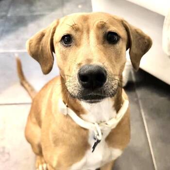 Labrador Retriever and Rhodesian Ridgeback Dogs Available for Adoption in Andover, Massachusetts - Bonnie Biscotti | PetCurious