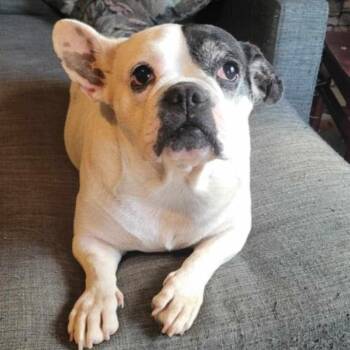Rescue Bulldog Dogs for Adoption in Puyallup, Washington - Charlotte | PetCurious