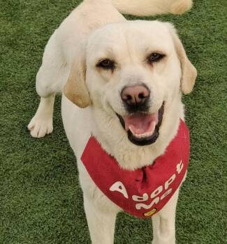 Labrador Retriever Dogs Available for Adoption in Toronto, Ontario - Cooper | PetCurious