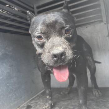 American Staffordshire Terrier Dogs Available for Adoption in Edinburg, Texas - Orson | PetCurious