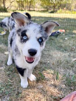 Mohave -  Australian Shepherd and Husky Dog for Adoption in Durango, Colorado - Mohave | PetCurious
