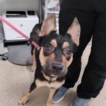 Astro -  German Shepherd Dog and Mixed Breed Dog for Adoption in League City, Texas - Astro | PetCurious